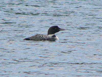 u41/raikbar/medium/33277499.adirondacks254.jpg
