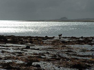 lindisfarne004.jpg