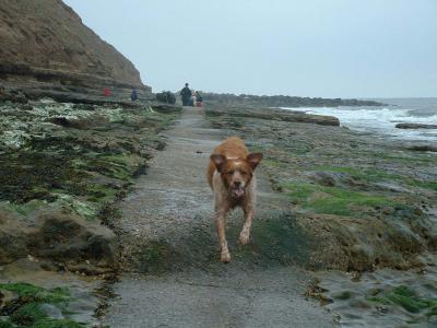 Filey Brig