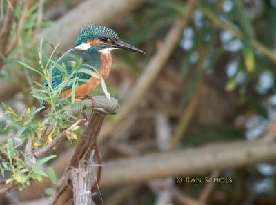 IJsvogel - Common Kingfisher