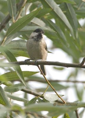 Matkop C10D_12656.jpg
