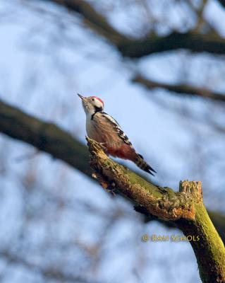 Middelste Bonte Specht C20D_01244.jpg