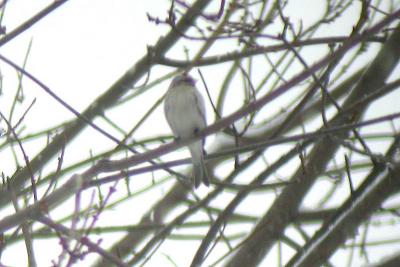 Hoary Redpoll, Middleton, March 04