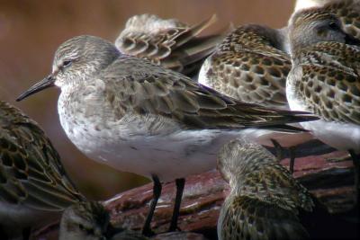 pb- white rumped.jpg