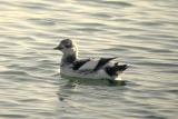 Guillemot, Blue Rocks 2-05.jpg