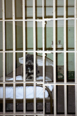 Dog jail