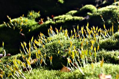Moss in the early spring