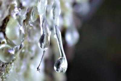 Slowly dripping sap from a blazed evergreen