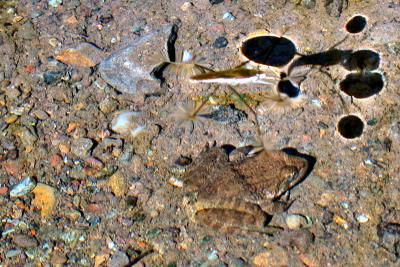 Frog and water strider
