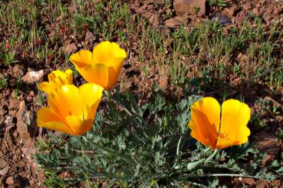 roadside-flowers.jpg