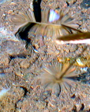[March 13th alternate] Closeup of water strider feet