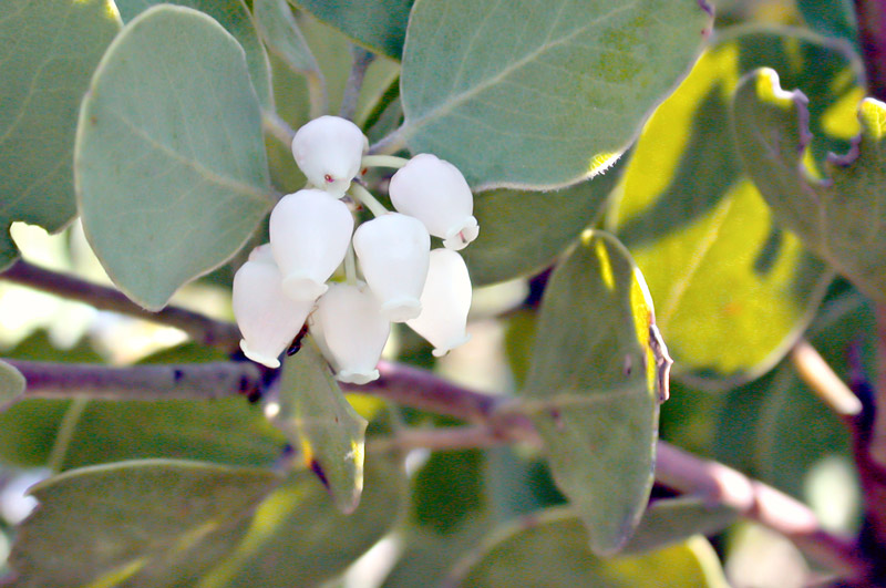 These tiny flowers are everywhere right now.