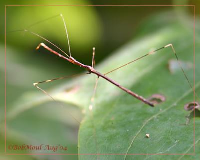 Thread Legged Assassin Bug