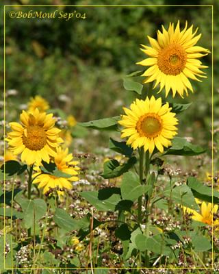 Common Sunflower