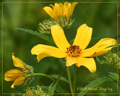 Tickseed Sunflower