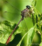 Russet-Tipped Clubtail