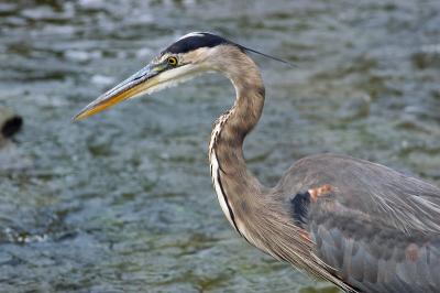 Blue Heron Hunting.jpg