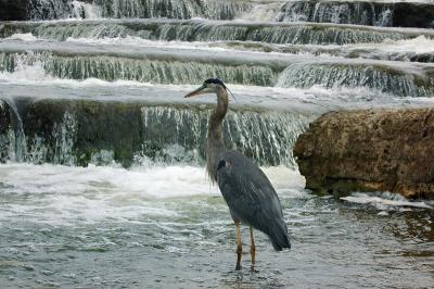 Blue Heron in Rapids.jpg