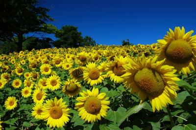 Field of Sunflower Faces.jpg