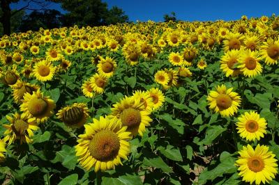 Sunflower Farm Meadow.jpg