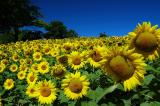 Field of Sunflower Faces.jpg