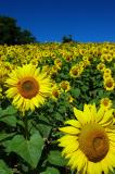 Sunflower Farm.jpg