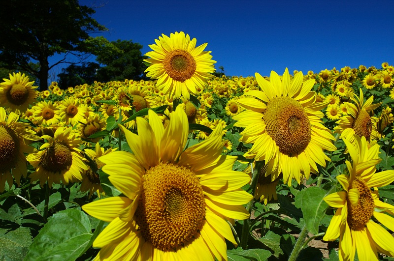 Tallest Sunflower.jpg