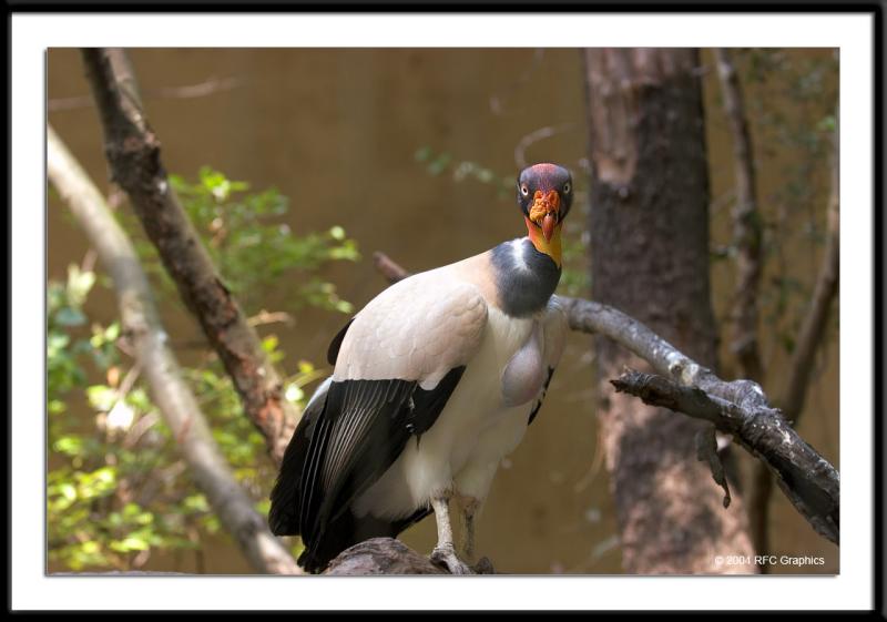 King Vulture 3