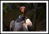 King Vulture 4