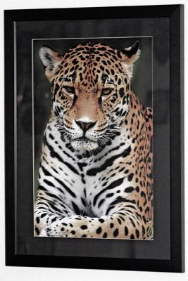 Jaguar Print Framed and Matted 16 x 24