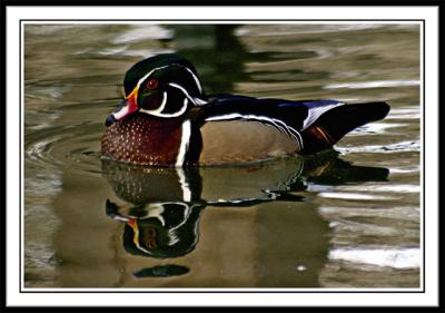 Wood Duck II