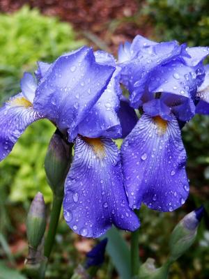 Iris in the rain