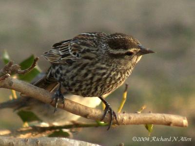 Red-winged Blackbird (female)