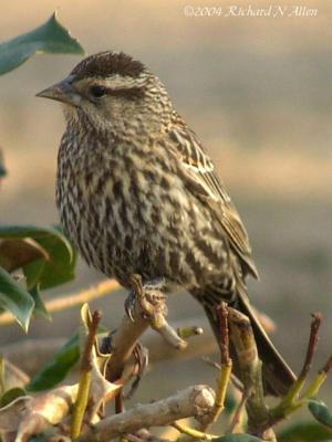 Red-winged Blackbird (female)