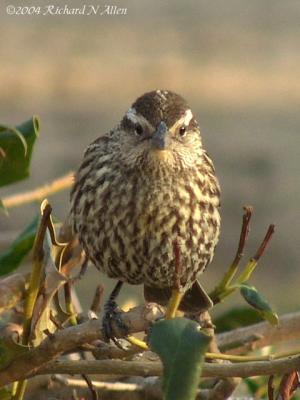 Red-winged Blackbird (female)