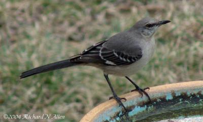 Northern Mockingbird