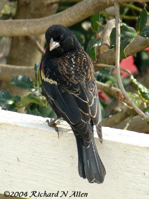 Red-wing Blackbird (juvenile male)