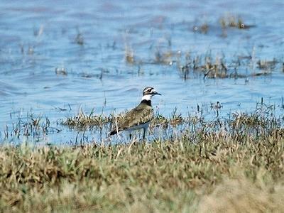 Killdeer