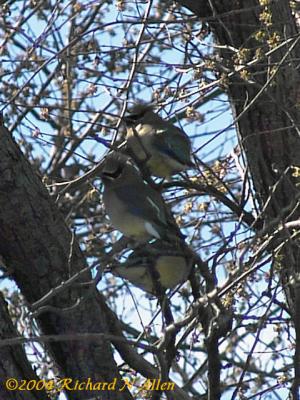 Cedar Waxwing