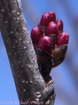 Eastern Redbud (State Tree)