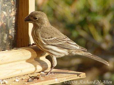House Finch (female)