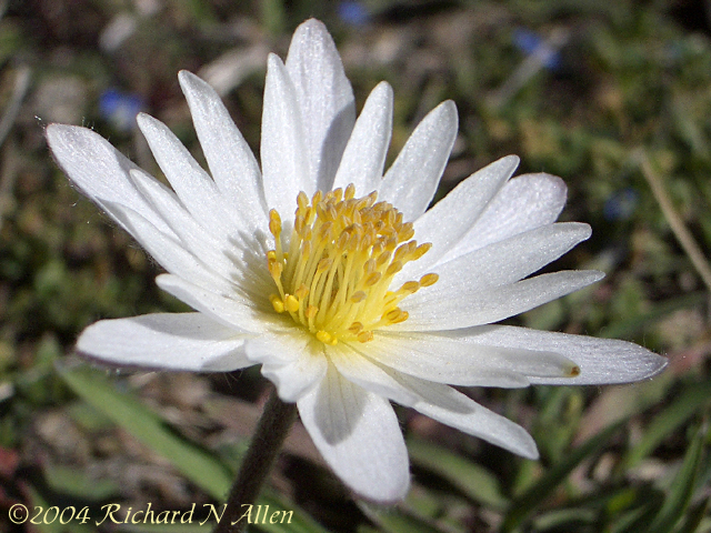 Carolina  Anemone