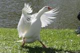 Dancing goose