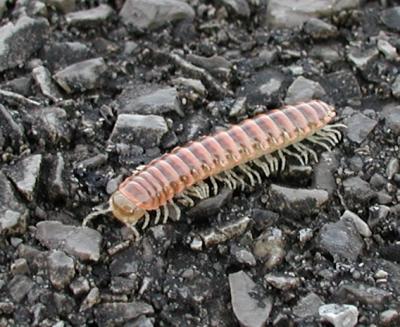 JPG Centipede A P3030557.jpg