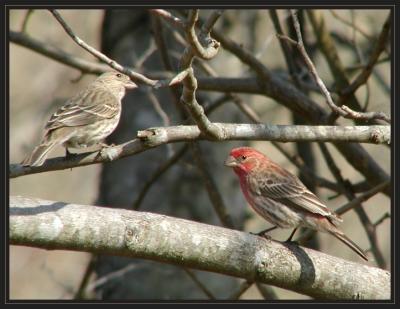 House Finches P3144105.jpg