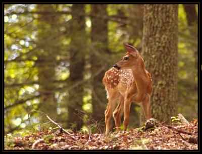 JPG SB3 Fawn Look DSC_0684.jpg