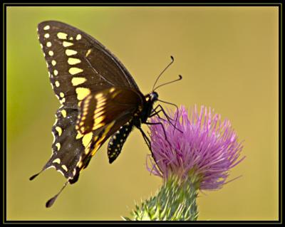 JPG SB2 Butterfly DSC_0899.jpg