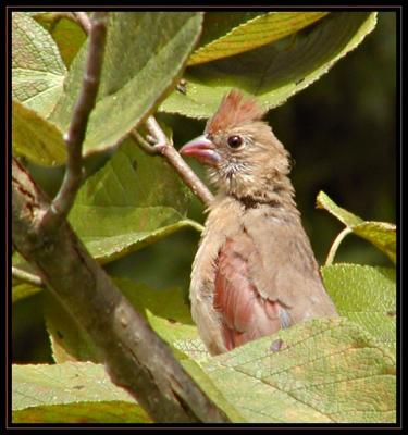 JPG SB Female Cardinal P9038782.jpg