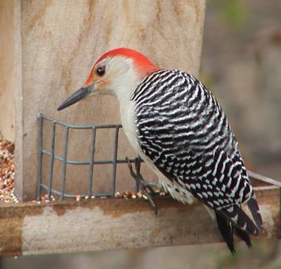 JPG CS Red Belly P2080762.jpg