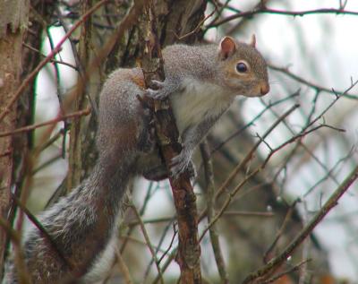 JPG CS Squirrel P2080746.jpg